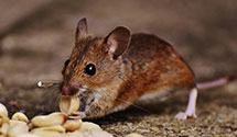 24 Hour & Emergency Exterminators in Bryan Mills, PA